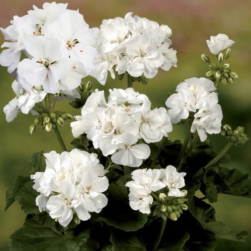 Pelargonium 'Grandeur® Dark White' - Pelargoon 'Grandeur® Dark White' P9/0,55L